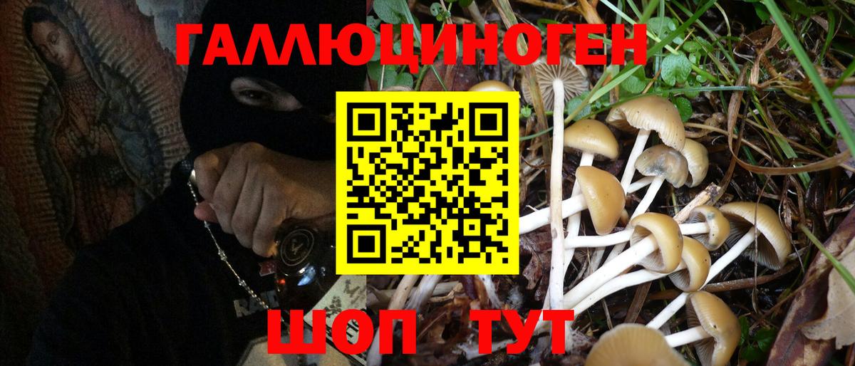 Псилоцибиновые грибы Psilocybe Прохладный